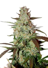 Blue Auto Mazar autofem (Dutch Passion), Нидерланды