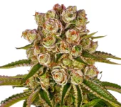 Kush Mintz fem (Barney's Farm), Нидерланды