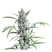 Fat Pete’s Cookies Auto autofem (Super Sativa Seed Club), Нидерланды