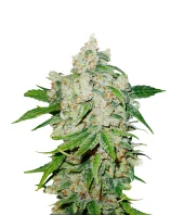 Sunset Sherbet fem (Pyramid Seeds), Испания