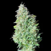 Quick One Auto autofem (Royal Queen Seeds), Испания