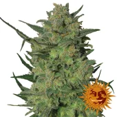 LSD fem (Barney's Farm), Нидерланды