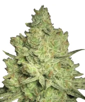 Jacky White fem (Paradise Seeds), Нидерланды