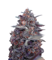 Black Cherry Punch fem (Pyramid Seeds), Испания