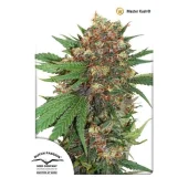 Masterkush fem (Dutch Passion), Нидерланды