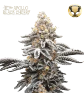 Apollo Black Cherry fem (Seed Stockers), США