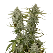 Candy Dawg Auto autofem (Seed Stockers), США