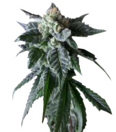 A.M.S. fem (GHS), Нидерланды