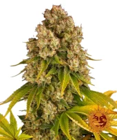 Cheese Auto autofem (Barney's Farm), Нидерланды