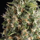 Wendy Auto autofem (Trikoma Seeds), Испания