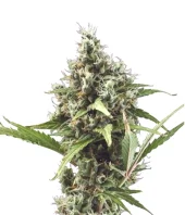 Auto White Widow fem (Pyramid Seeds), Испания