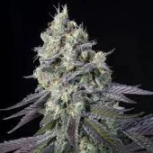 Purple Mints fem (Paradise Seeds), Нидерланды