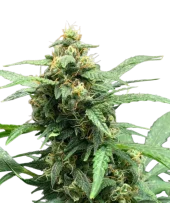 Chronic Ryder BX autoreg (Doctor Choice), Канада