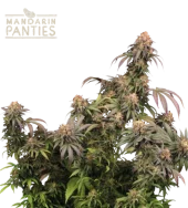 Mandarin Panties fem (Seed Stockers), США