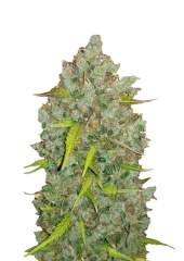 Original Auto BubbleGum fem (FastBuds), Америка