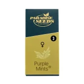 Purple Mints fem (Paradise Seeds), Нидерланды