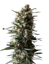 Bubba Slush fem (GHS), Нидерланды