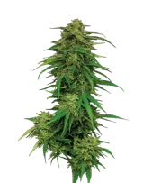 Mango Sherbert fem (Humboldt Seed Company), США