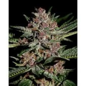 Bubba Kush fem (GHS), Нидерланды