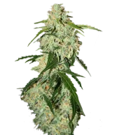 Big Bang fem (GHS), Нидерланды