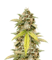 Zkittlez Auto fem (FastBuds), Америка