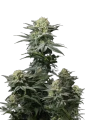 GG4 Sherbet FF fem (FastBuds), Америка