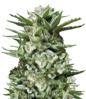 Sweet Madness fem (Trikoma Seeds), Испания