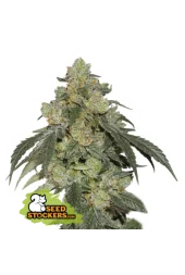 Cookies Fast fem (Seed Stockers), США