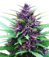 Shaman fem (Dutch Passion), Нидерланды