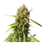 Auto Elephant autofem (Super Sativa Seed Club), Нидерланды