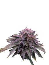 Auto Hulk OG genetics fem (IZI)