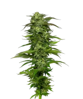Dream Queen fem (Humboldt Seed Company), США