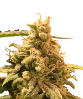 Deadcheese fem (R-Kiem Seeds), Испания