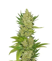 Tahoe Cure fem (Pyramid Seeds), Испания