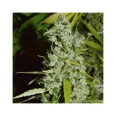 Kees' Old School Haze reg (Super Sativa Seed Club), Нидерланды