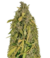 Auto Amnesia Gold fem (Pyramid Seeds), Испания