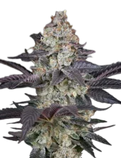 Ztrawberry fem (GHS), Нидерланды