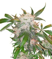 White Widow fem (Dutch Passion), Нидерланды