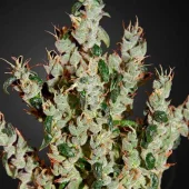 NL5 Haze Mist Fem feminised (GHS), Нидерланды