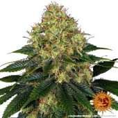 Skywalker OG Auto autofem (Barney's Farm), Нидерланды