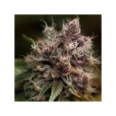 Blueberry reg (Dutch Passion), Нидерланды