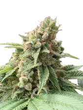 Fast Diesel genetics fem (IZI)
