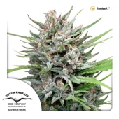 Passion №1 fem (Dutch Passion), Нидерланды