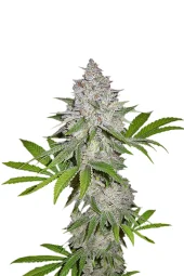 Californian Snow Auto fem (FastBuds), Америка