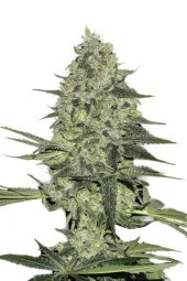 Rhino Ryder auto fem (FastBuds), Америка