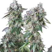 Mendocino Purple Kush fem (Pyramid Seeds), Испания