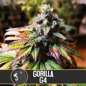 Gorilla Glue G4 fem (Blimburn Seeds), Испания