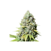 Kosher Haze fem (Super Sativa Seed Club), Нидерланды