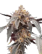 Guava x Gelato 41 Auto fem (GHS), Нидерланды