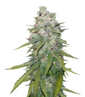 Great White Shark Fem feminised (GHS), Нидерланды